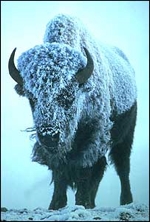 Bison-2